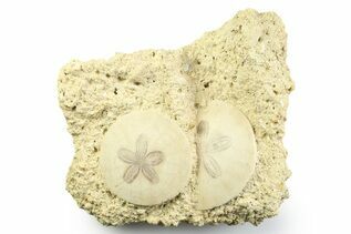 Sand Dollars For Sale