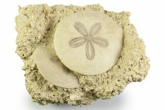 Two Fossil Sand Dollars (Scutella) - France #359698