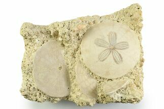 Three Fossil Sand Dollars (Scutella) - France #359699