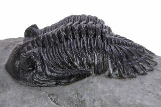 Detailed Hollardops Trilobite Fossil - Morocco #359500