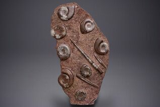 Buy Fossil Art