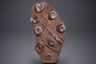 Free-Standing Fossil Orthoceras & Goniatite Sculpture #359928