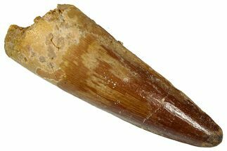 Fossil Spinosaurus Tooth - Real Dinosaur Tooth #360101