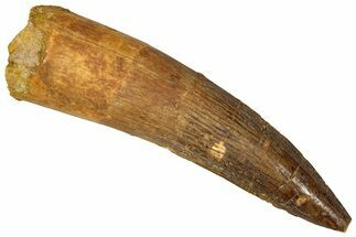Fossil Spinosaurus Tooth - Real Dinosaur Tooth #360108