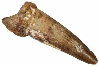 Fossil Spinosaurus Tooth - Real Dinosaur Tooth #360112