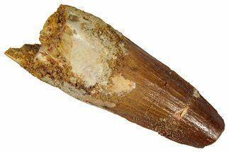 Bargain, Fossil Spinosaurus Tooth - Real Dinosaur Tooth #360115