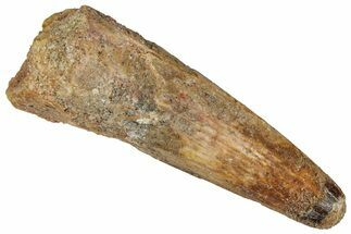 Fossil Spinosaurus Tooth - Real Dinosaur Tooth #360119