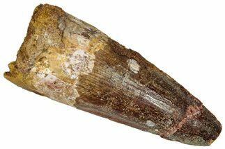 Fossil Spinosaurus Tooth - Real Dinosaur Tooth #360123