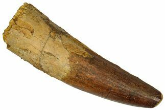 Fossil Spinosaurus Tooth - Feeding Worn Tip #360130