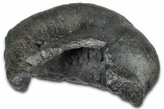 Huge Fossil Whale Ear Bone - South Carolina #360212