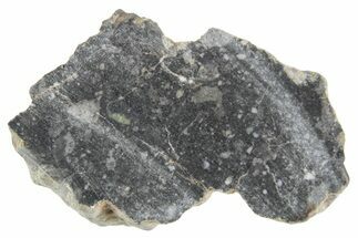 Polished Lunar Meteorite ( g) Section - NWA #360282