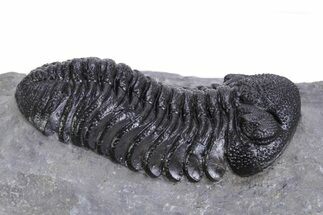 Beautiful Morocops Trilobite - Ofaten, Morocco #359594