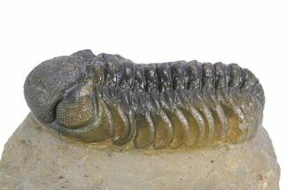 Multi-Toned Austerops Trilobite - Ofaten, Morocco #359602