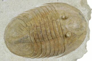 Huge, Fossil Pseudobasilicus planus Trilobite - Russia #360297
