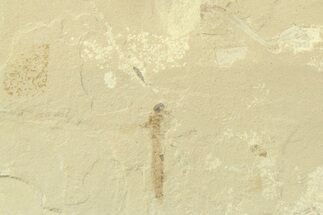 Detailed Crane Fly (Tipulidae) Fossil - Green River Formation #360253