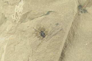 Detailed Fossil Beech Fruit - Green River Formation, Utah #360255