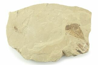 Fossil Leaf with Fly Plate - Green River Formation, Utah #360266