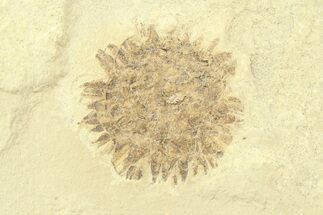 Fossil Sycamore (Macginitiea) Fruit - Green River Formation, Utah #360276