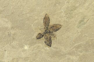 Detailed Fossil Flower - Green River Formation, Utah #360278