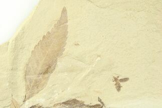 Fossil Cedrelospermum Leaf with Snout Beetle - Utah #360284