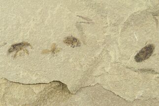 Three Detailed Fossil Beetles ( Snout Beetle) - Green River Formation #360289