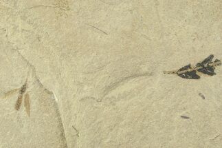 Fossil Balloon Vine (Cardiospermum) Leaf with Fly - Utah #360313