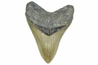 Serrated, Fossil Megalodon Tooth - North Carolina #343414
