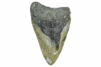 Bargain, Fossil Megalodon Tooth - Serrated Blade #343421