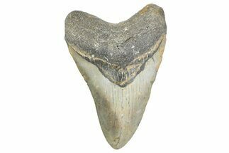 Fossil Megalodon Tooth - North Carolina #343438
