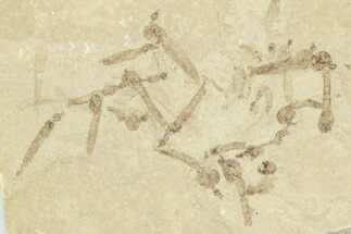 Crane Fly (Tipulidae) Mortality Plate - Green River Formation #360071