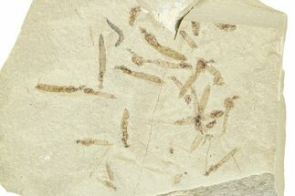 Crane Fly (Tipulidae) Mortality Plate - Green River Formation #360072
