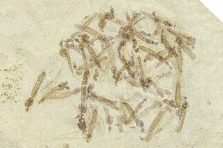 Crane Fly (Tipulidae) Mortality Plate - Green River Formation #360075
