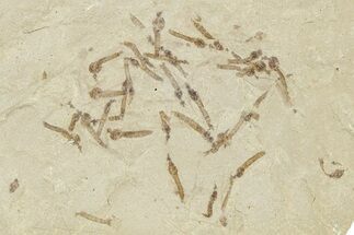 Crane Fly (Tipulidae) Mortality Plate - Green River Formation #360076