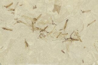Crane Fly (Tipulidae) Mortality Plate - Green River Formation #360077