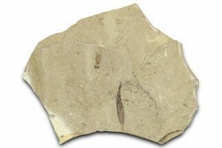 Fossil Leaf with Crane Fly - Green River Formation, Utah #360222