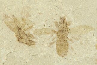 Detailed Fossil Beetles (Coleoptera) - Green River Formation, Utah #360226