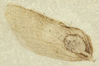Fossil Samara (Winged Seed) - Green River Formation, Utah #360229