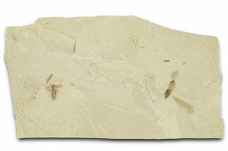 Fossil Insect (Fly and Snout Beetle) Plate - Utah #360232