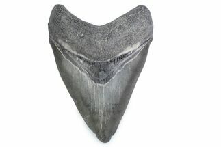 Fossil Megalodon Tooth - Georgia #338684