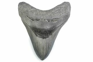 Fossil Megalodon Tooth - Georgia #338685