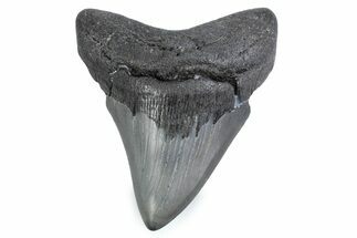 Fossil Megalodon Tooth - Georgia #338688