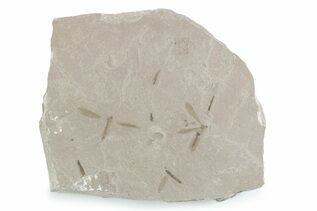 Buy Fossil Insects