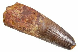 Spinosaurus Teeth For Sale