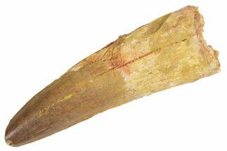 Real Fossil Spinosaurus Tooth - Large Dinosaur Tooth #360450