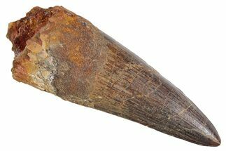 Real Fossil Spinosaurus Tooth - Huge Dinosaur Tooth #360452