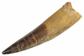 Real Fossil Spinosaurus Tooth - Huge Dinosaur Tooth #360454