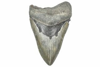 Fossil Megalodon Tooth - Georgia #338692