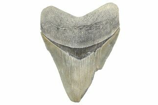 Serrated, Fossil Megalodon Tooth - Georgia #338694