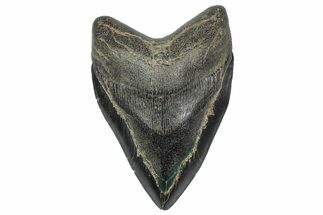Bargain, Fossil Megalodon Tooth - Georgia #338698