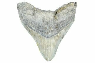 Serrated, Fossil Megalodon Tooth - Georgia #338733